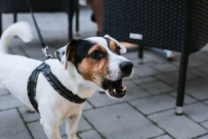 A small white and brown dog on a leash is barking while standing on a paved surface near outdoor furniture.