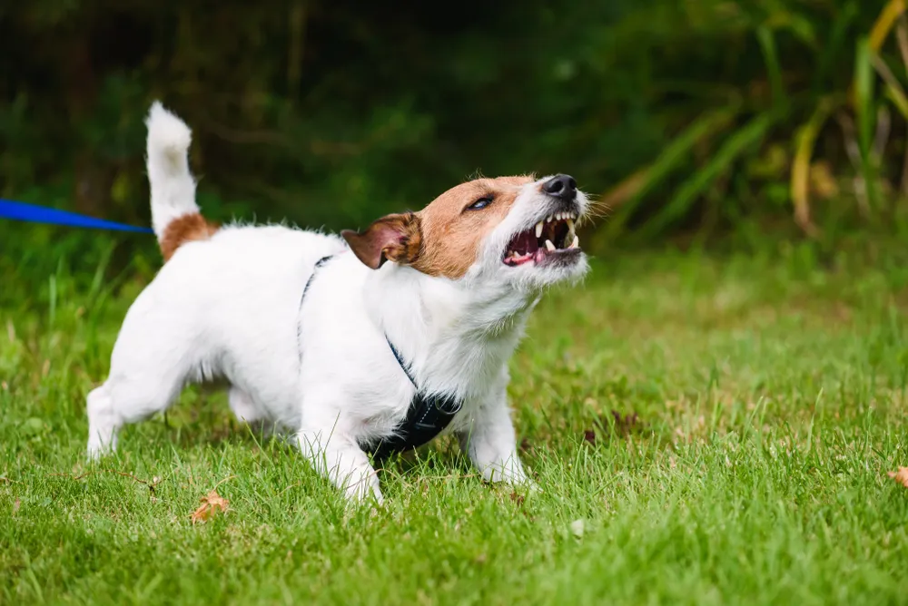 A small white and brown dog on a leash bares its teeth and growls while standing on grass.