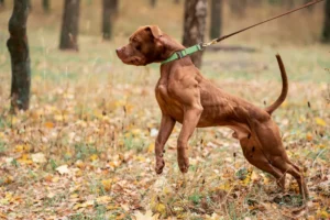A brown dog on a leash pulls forward in a grassy, leaf covered wooded area.