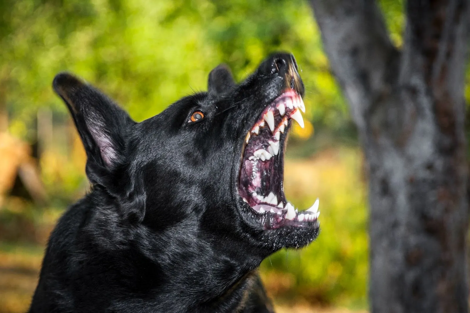 A black dog with its mouth open wide, showing its teeth and gums, appears to be barking or growling near a tree outdoors.