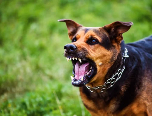 Atacado por un animal: consecuencias legales de una mordedura de perro en Sacramento