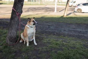 A brown and white dog is sitting on grass, tied to a tree with a pink leash, in an outdoor urban area with cars and a fence in the background. A brown and white dog is sitting on grass, tied to a tree with a pink leash, in an outdoor urban area with cars and a fence in the background.