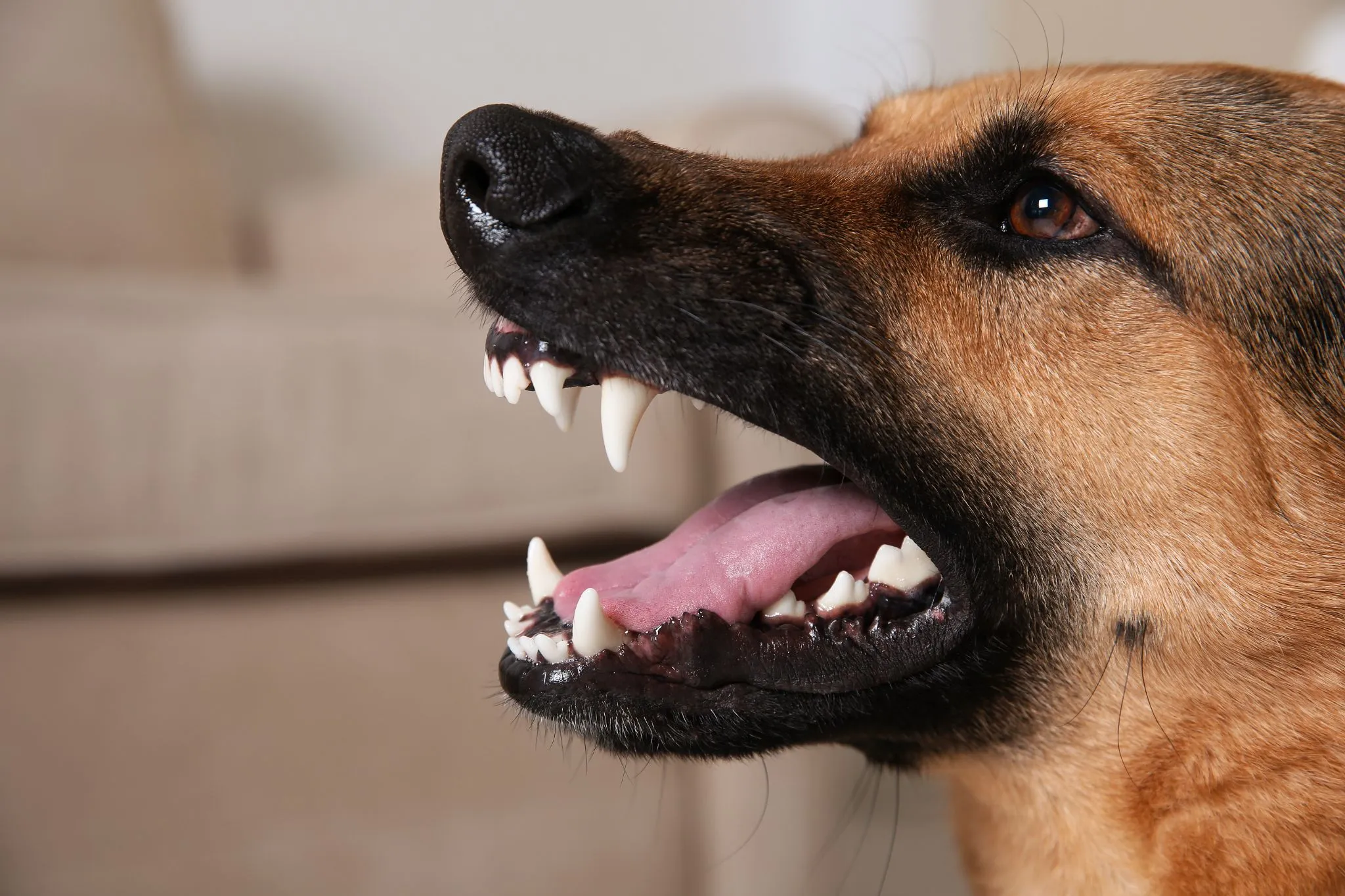 Close up of a dog baring its teeth and growling, with its mouth open and ears back, indoors near a beige couch.