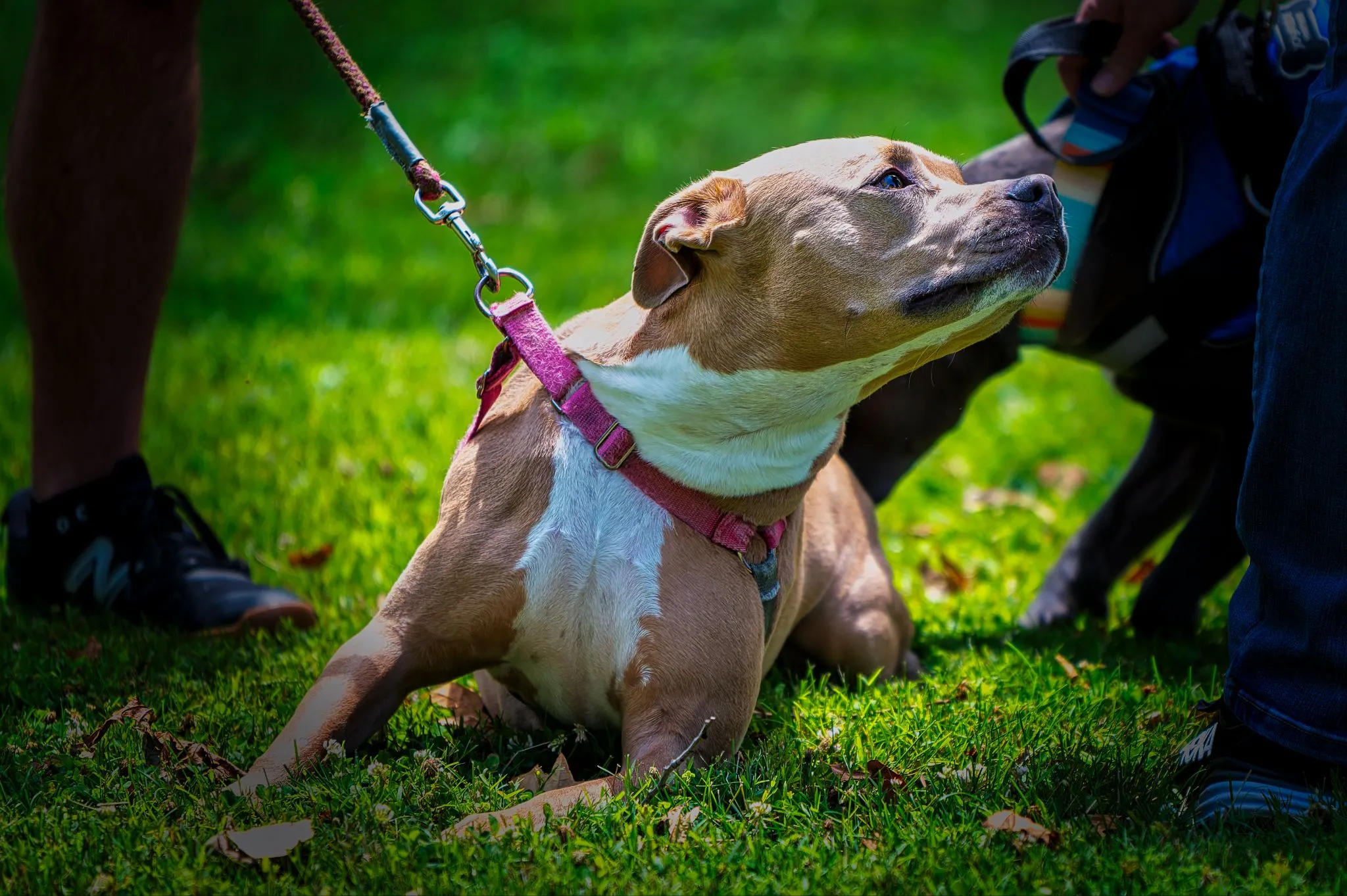 Brown-and-white dog in a pink collar sits on green grass, looking up toward its handler holding the leash in a sunny park.